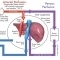 Modulating liver regeneration